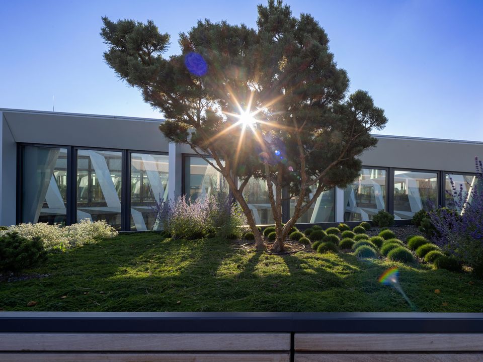 Außenaufnahme einer intensiv begrünten Dachterrasse mit Baumpflanzung, Staudenflächen und Blick auf die umliegende Gebäudestruktur eines modernen Büroensembles.